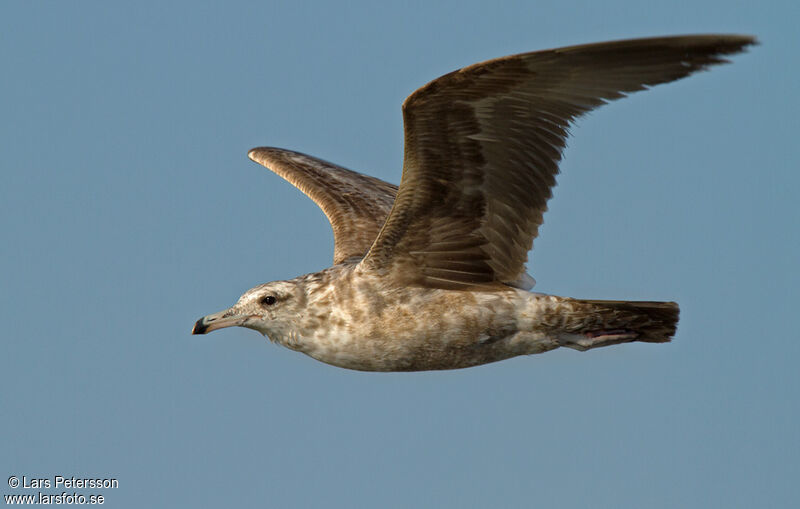 California Gull