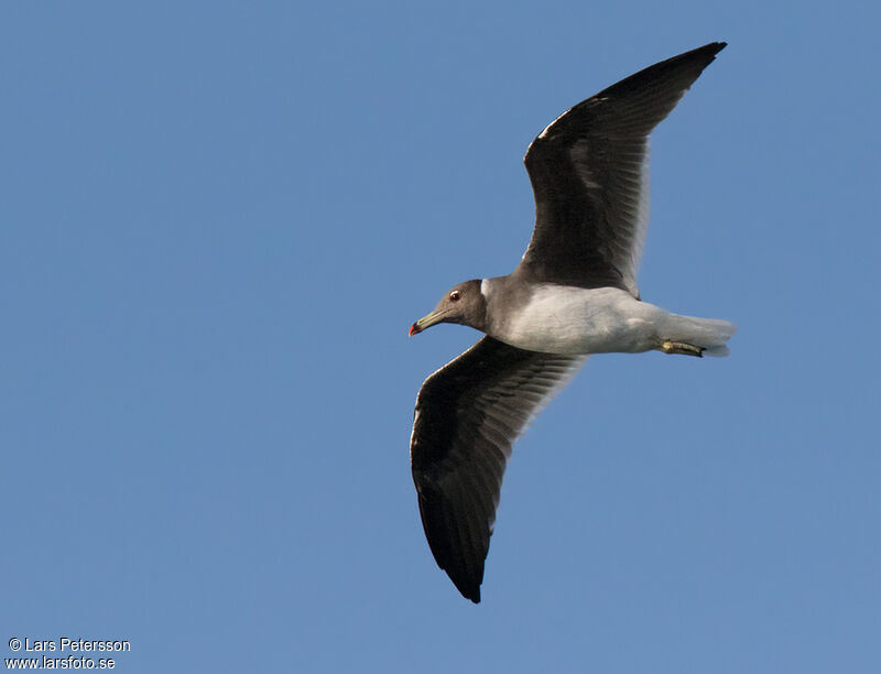 Sooty Gull