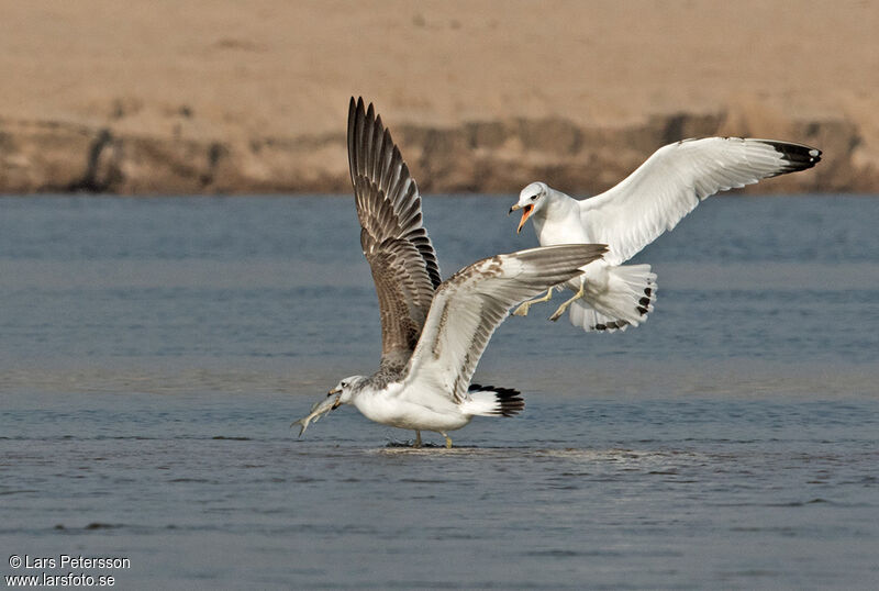 Pallas's Gull