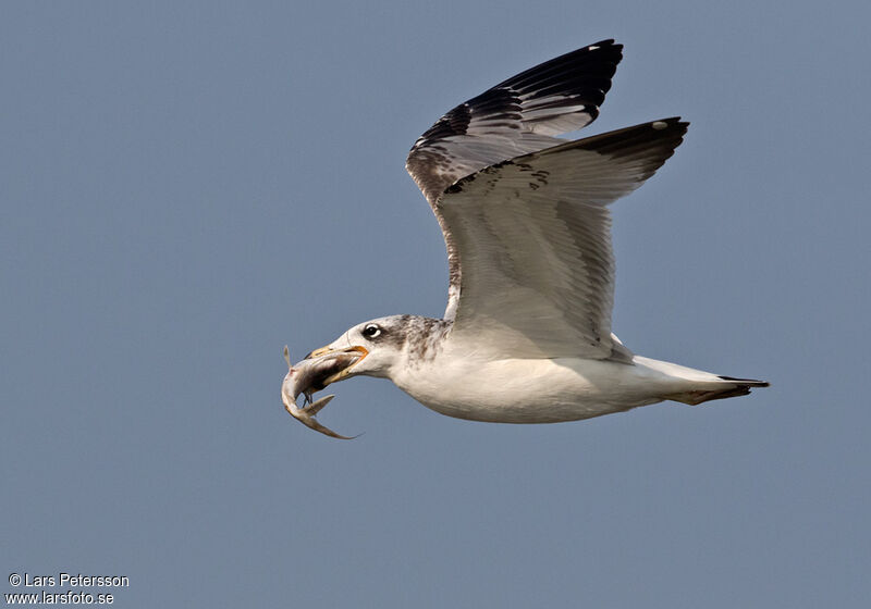 Pallas's Gull