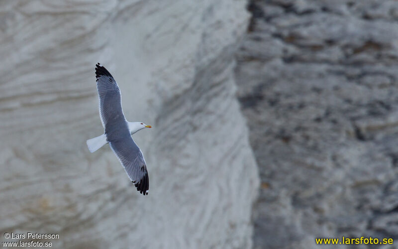 Yellow-legged Gull