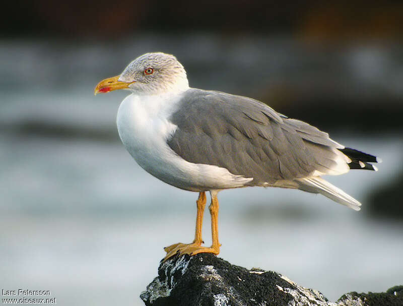 Yellow-legged Gulladult post breeding, pigmentation