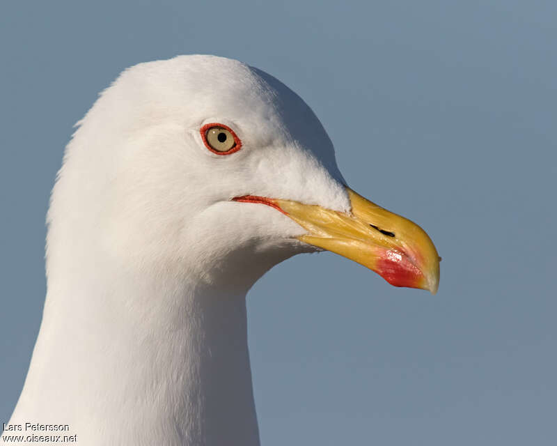 Yellow-legged Gulladult, close-up portrait