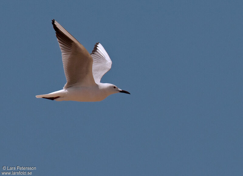 Slender-billed Gull