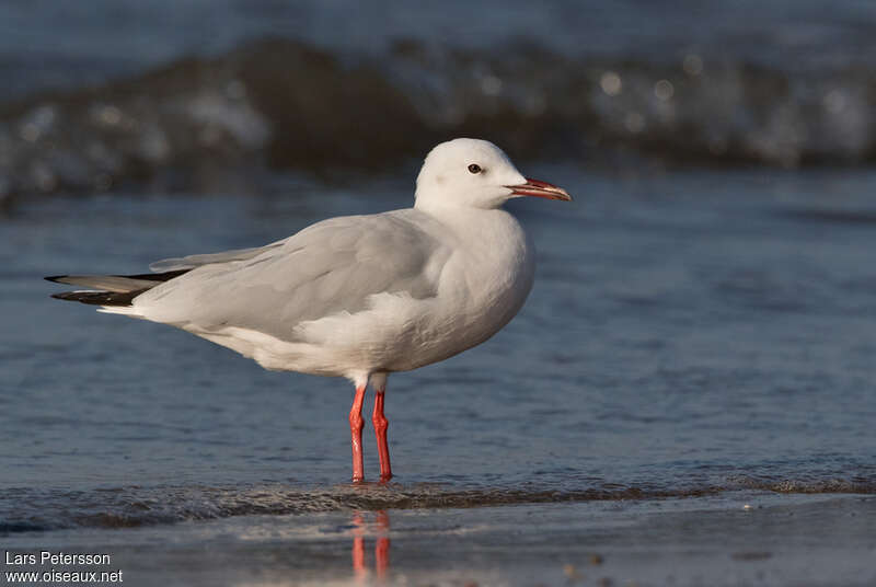 Slender-billed Gulladult post breeding, identification