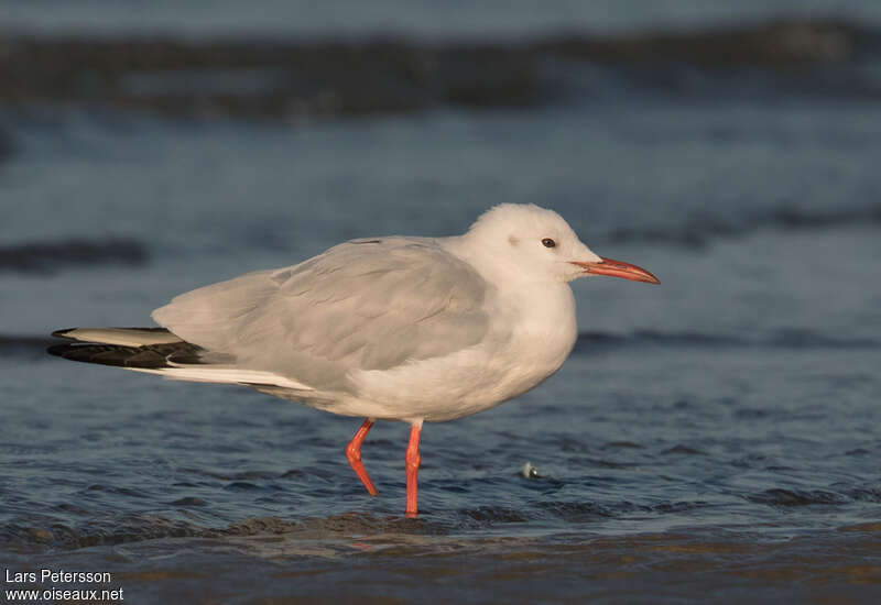 Slender-billed Gulladult post breeding, identification