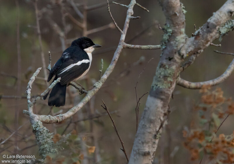 Swamp Boubou