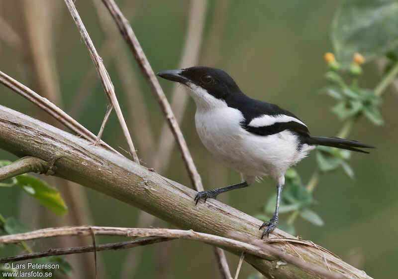 Swamp Boubou