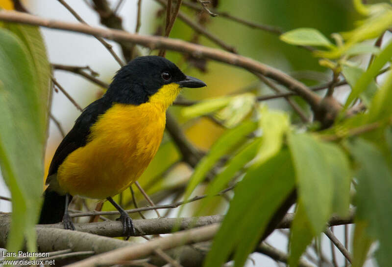 Yellow-breasted Boubouadult