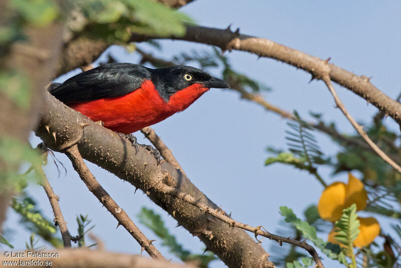 Black-headed Gonolek