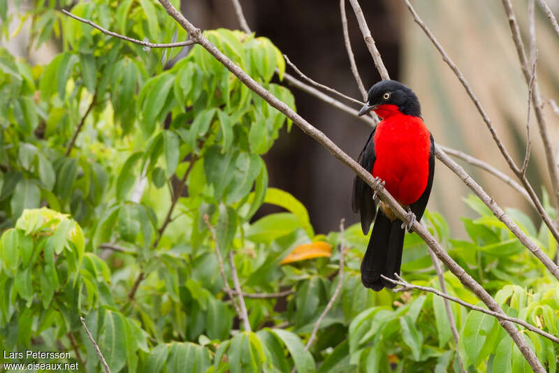 Black-headed Gonolekadult, habitat, pigmentation