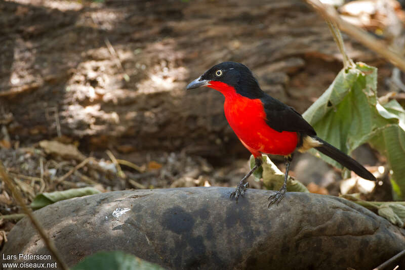 Black-headed Gonolekadult, identification