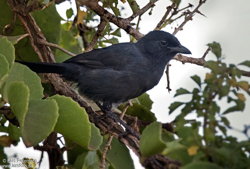 Slate-colored Boubou