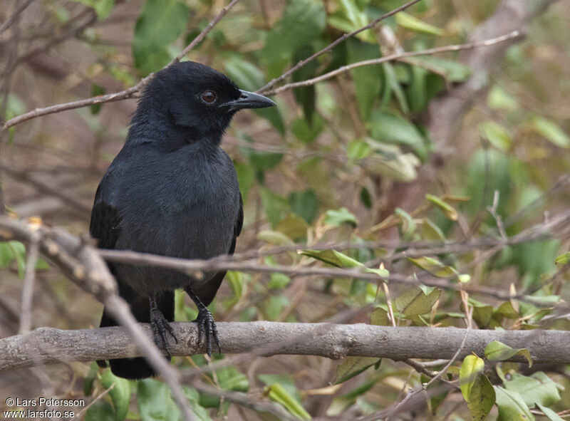 Slate-colored Boubou