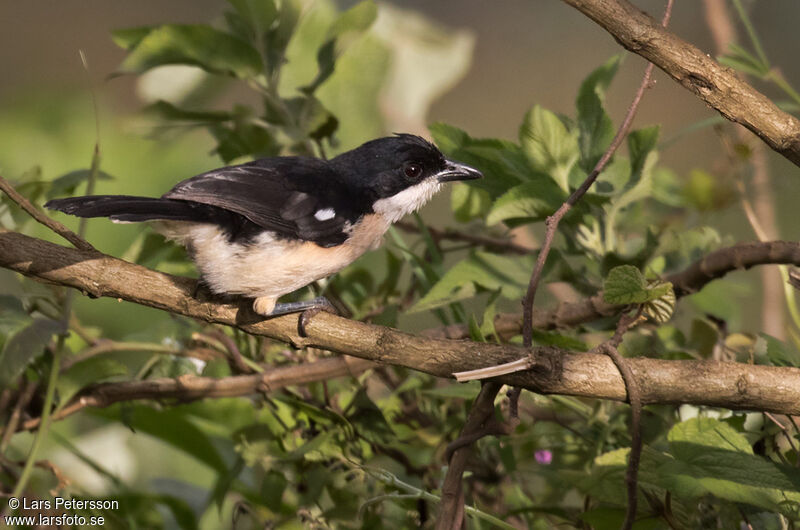 Ethiopian Boubou