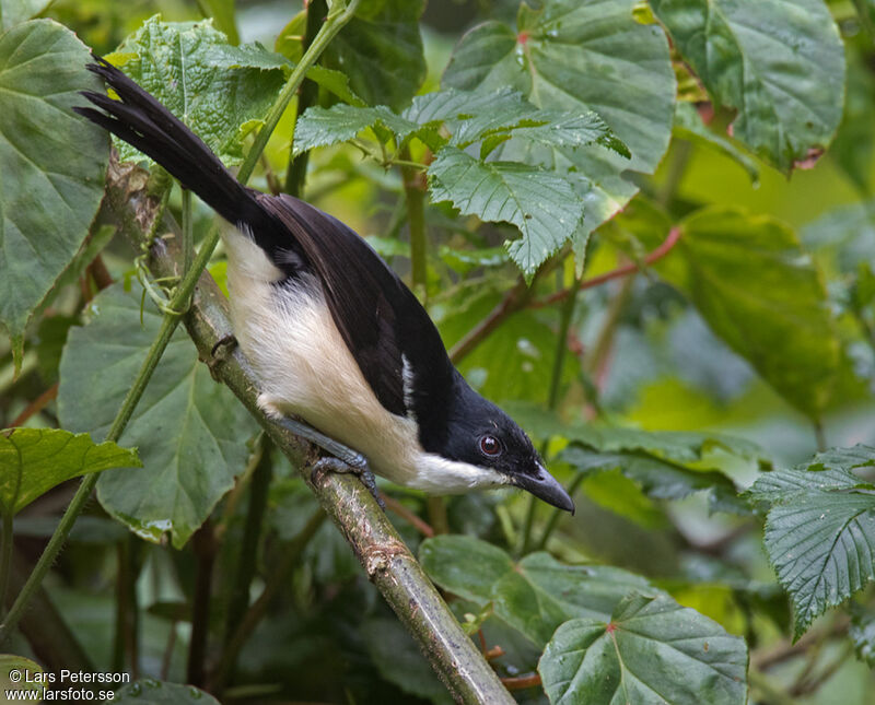 Ethiopian Boubou