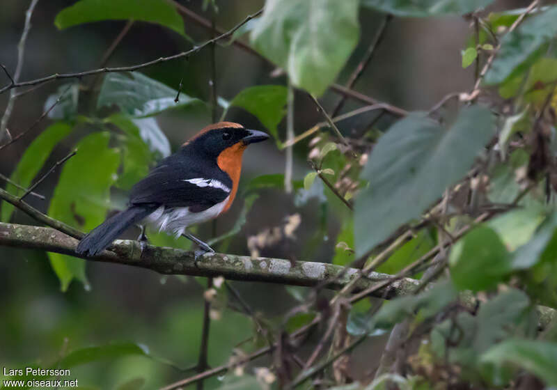 Braun's Bushshrikeadult, identification