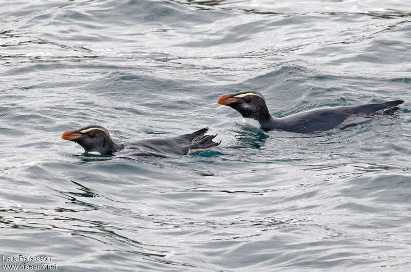 Gorfou du Fiordlandadulte