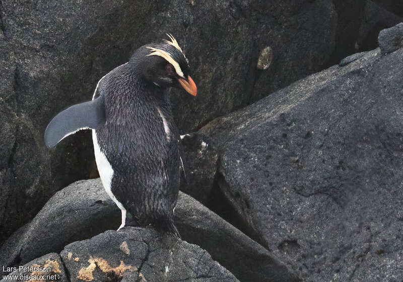 Gorfou du Fiordlandadulte, habitat, pigmentation