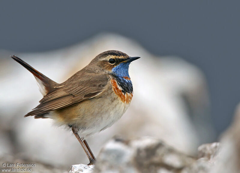 Bluethroat