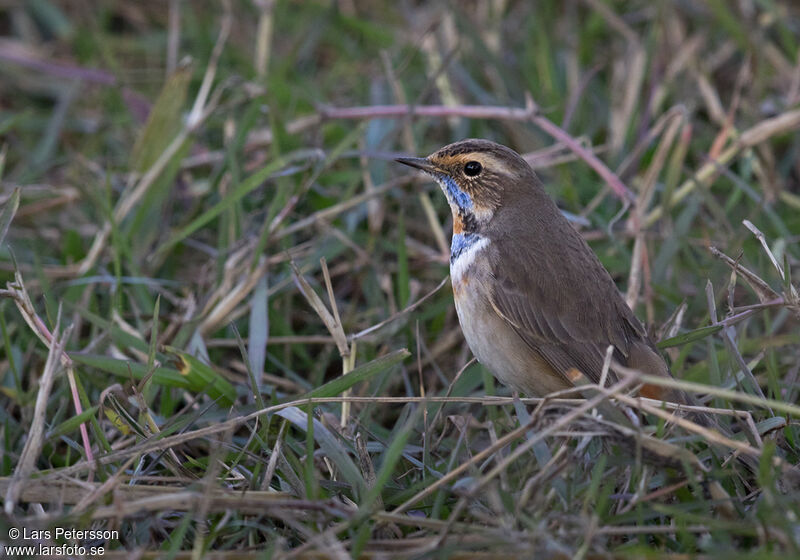 Bluethroat