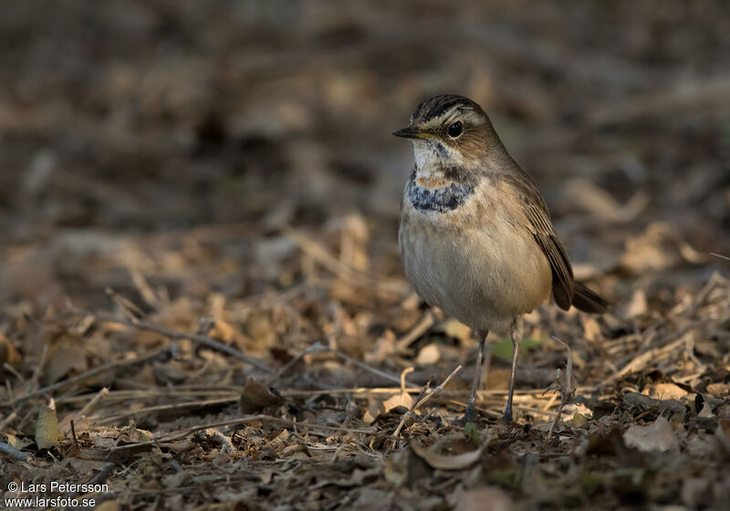 Bluethroat