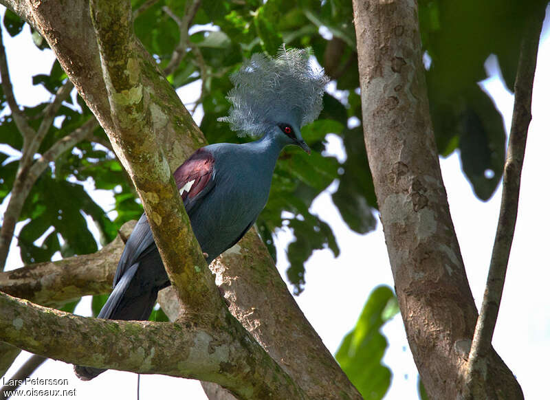 Western Crowned Pigeonadult, habitat, pigmentation