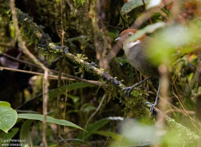 Grallaire à gorge blancheadulte, identification