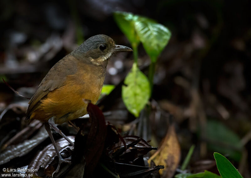 Moustached Antpitta