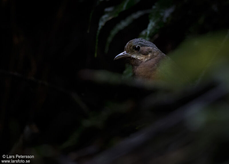 Moustached Antpitta