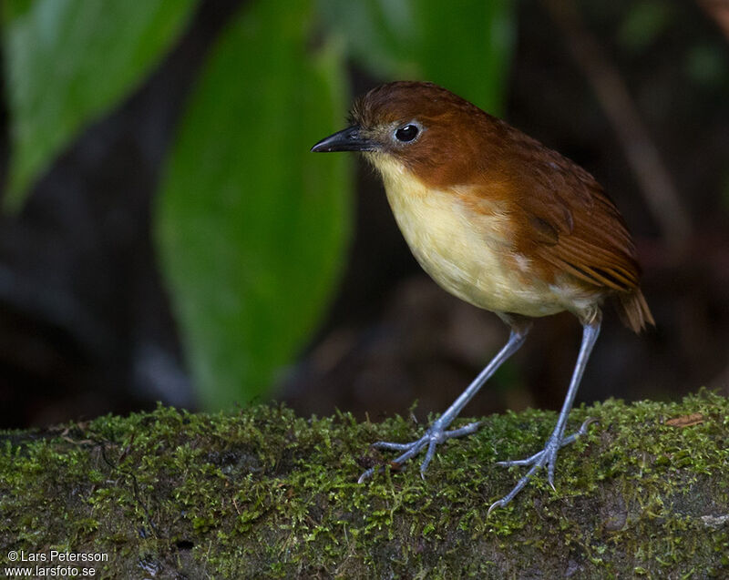 Yellow-breasted Antpitta