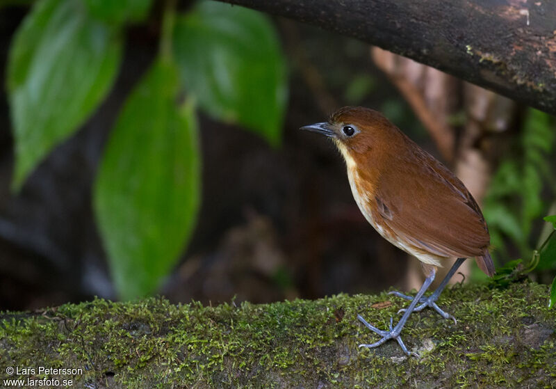 Yellow-breasted Antpitta