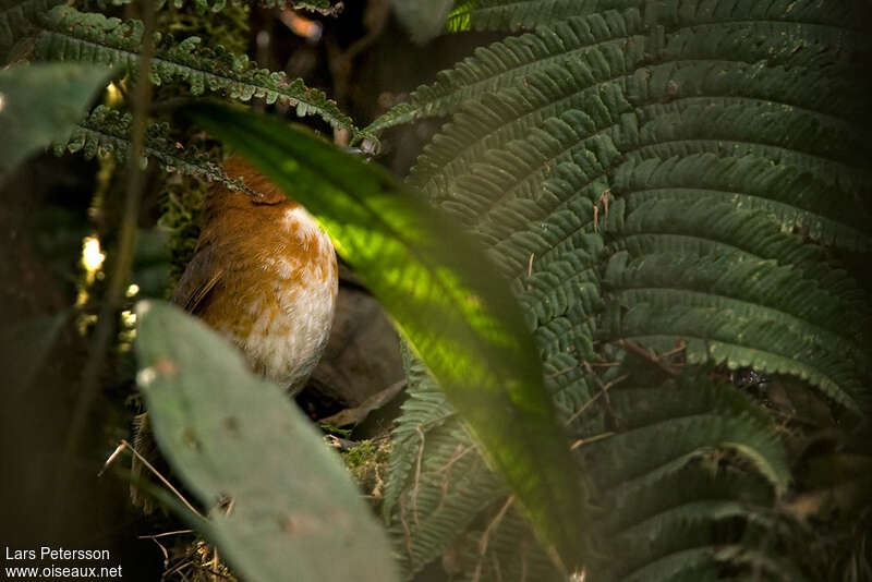 Grallaire de Cuzcoadulte, identification