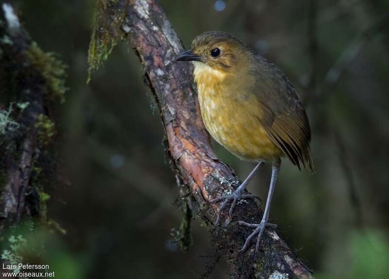 Tawny Antpittaadult, identification