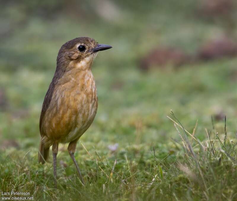 Tawny Antpittaadult, identification