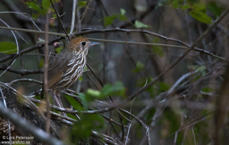 Watkins's Antpitta