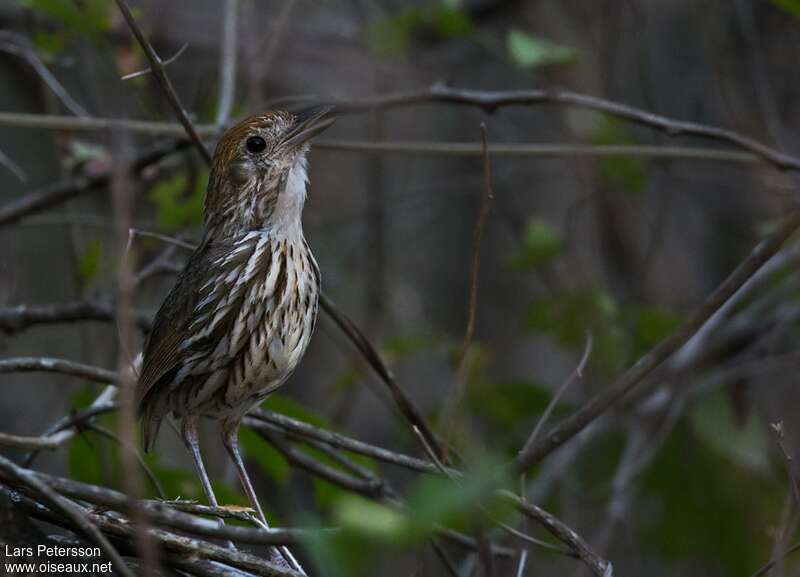 Watkins's Antpitta