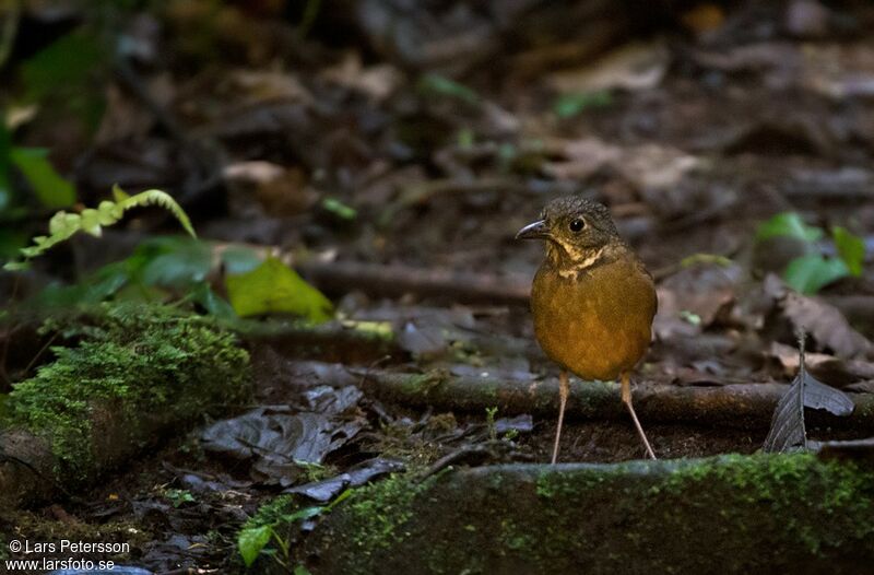 Scaled Antpitta