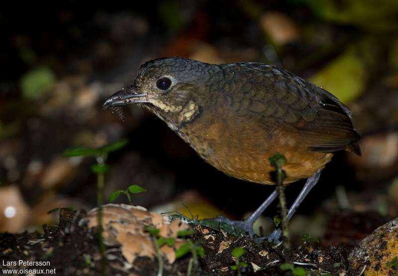 Scaled Antpitta