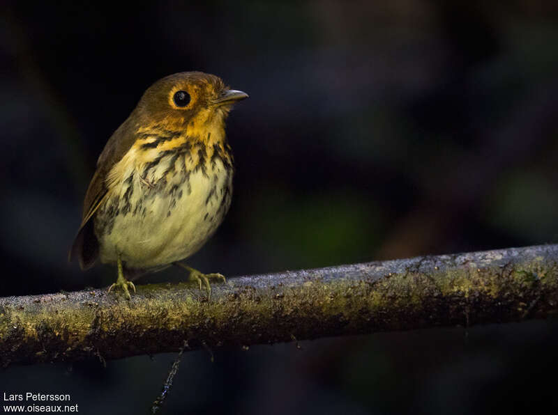 Grallaire ocréeadulte, identification