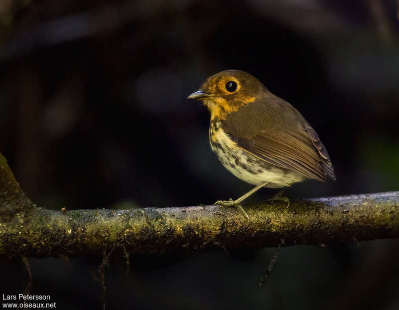 Ochre-breasted Antpittaadult