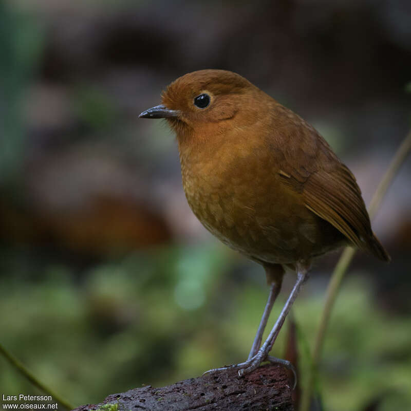 Muisca Antpittaadult, close-up portrait, pigmentation