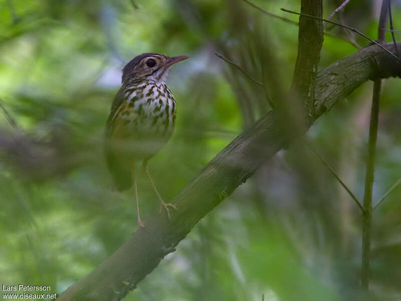 White-browed Antpittaadult, identification