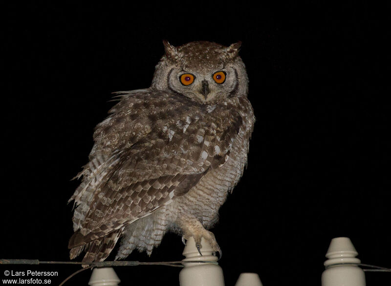 Spotted Eagle-Owl