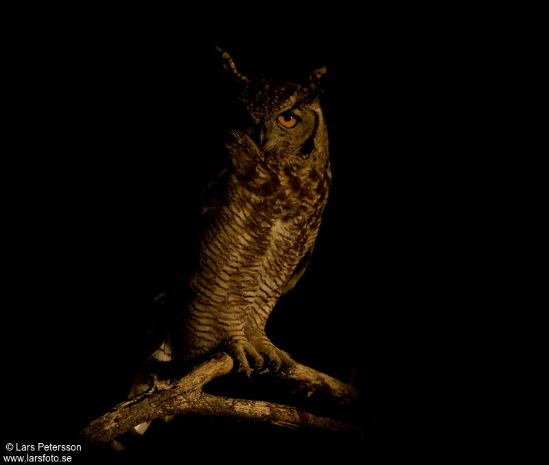 Spotted Eagle-Owl