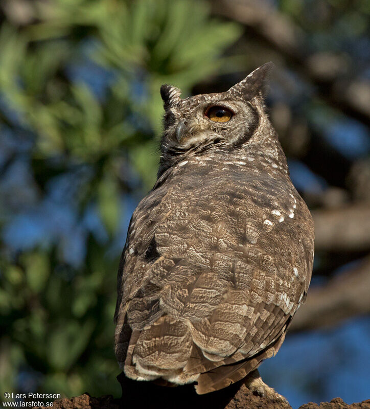 Spotted Eagle-Owl