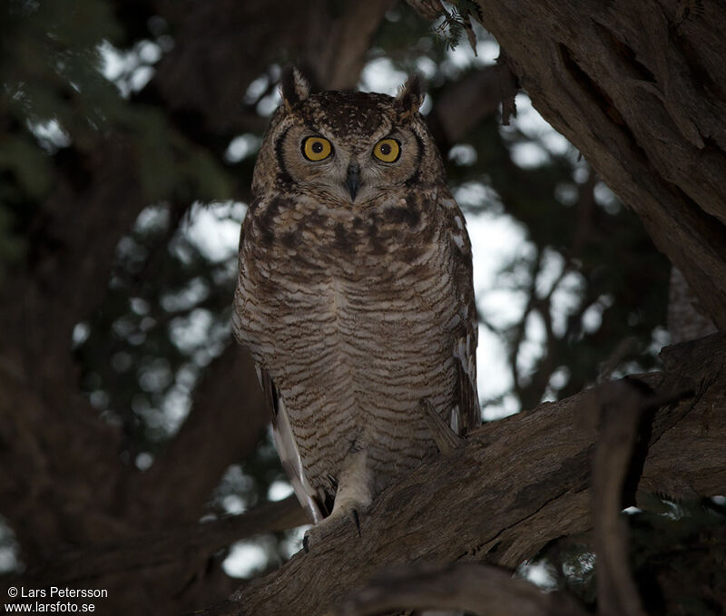 Spotted Eagle-Owl