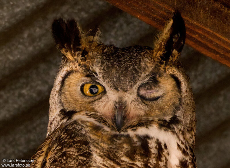 Great Horned Owl