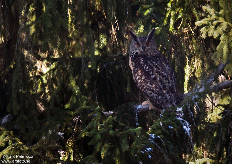 Eurasian Eagle-Owl