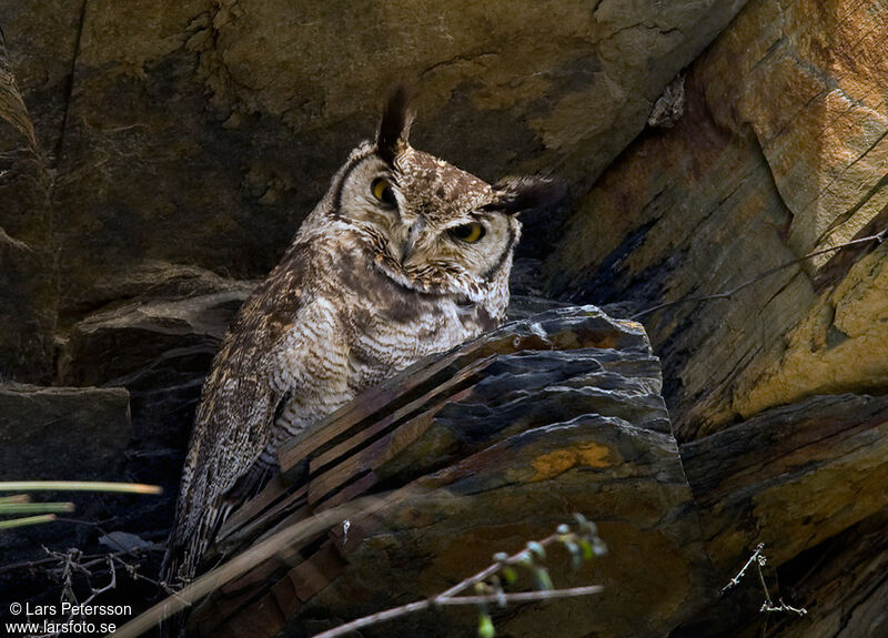 Lesser Horned Owl